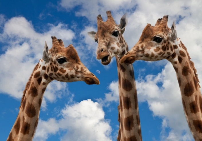 effective-communication-Elisabeth-Razesberger Managing difficult conversations :: Elisabeth Razesberger